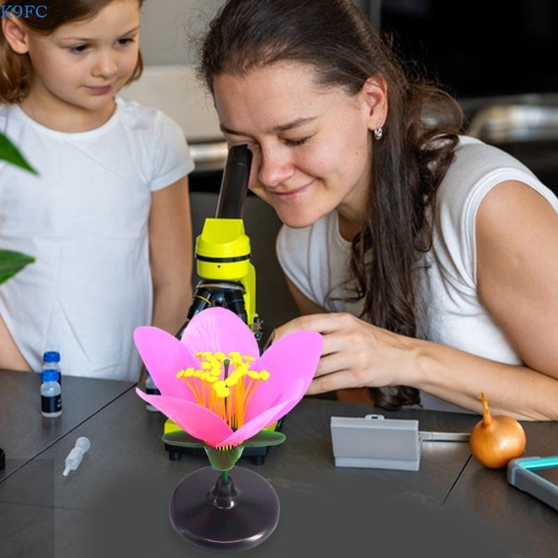 K9FC Realistic Plant Teaching  – Science Exhibition Models Bewertung und Preis