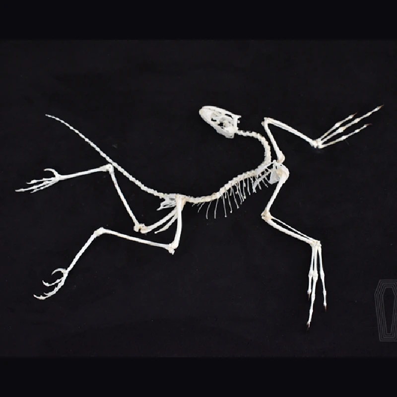 2120 Archaeopteryx Fossil Art  – Fossil Replica Display Bewertung und Preis