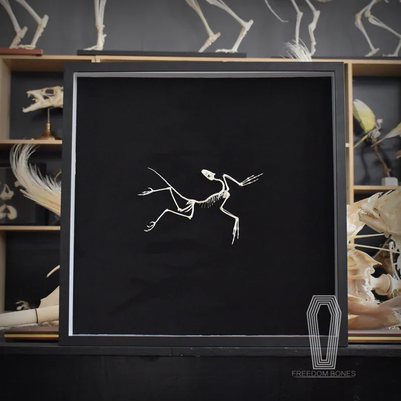 2120 Archaeopteryx Fossil Art  – Fossil Replica Display Bewertung und Preis