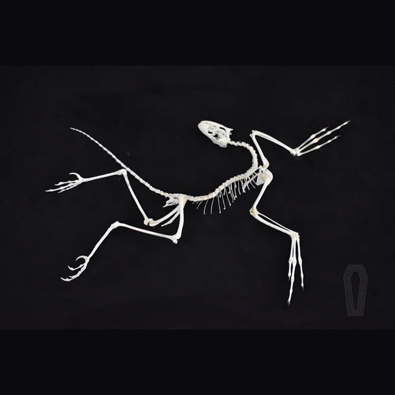 2120 Archaeopteryx Fossil Art  – Fossil Replica Display Bewertung und Preis