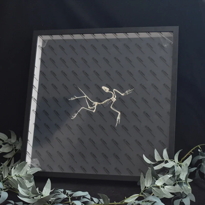 2120 Archaeopteryx Fossil Art  – Fossil Replica Display Bewertung und Preis